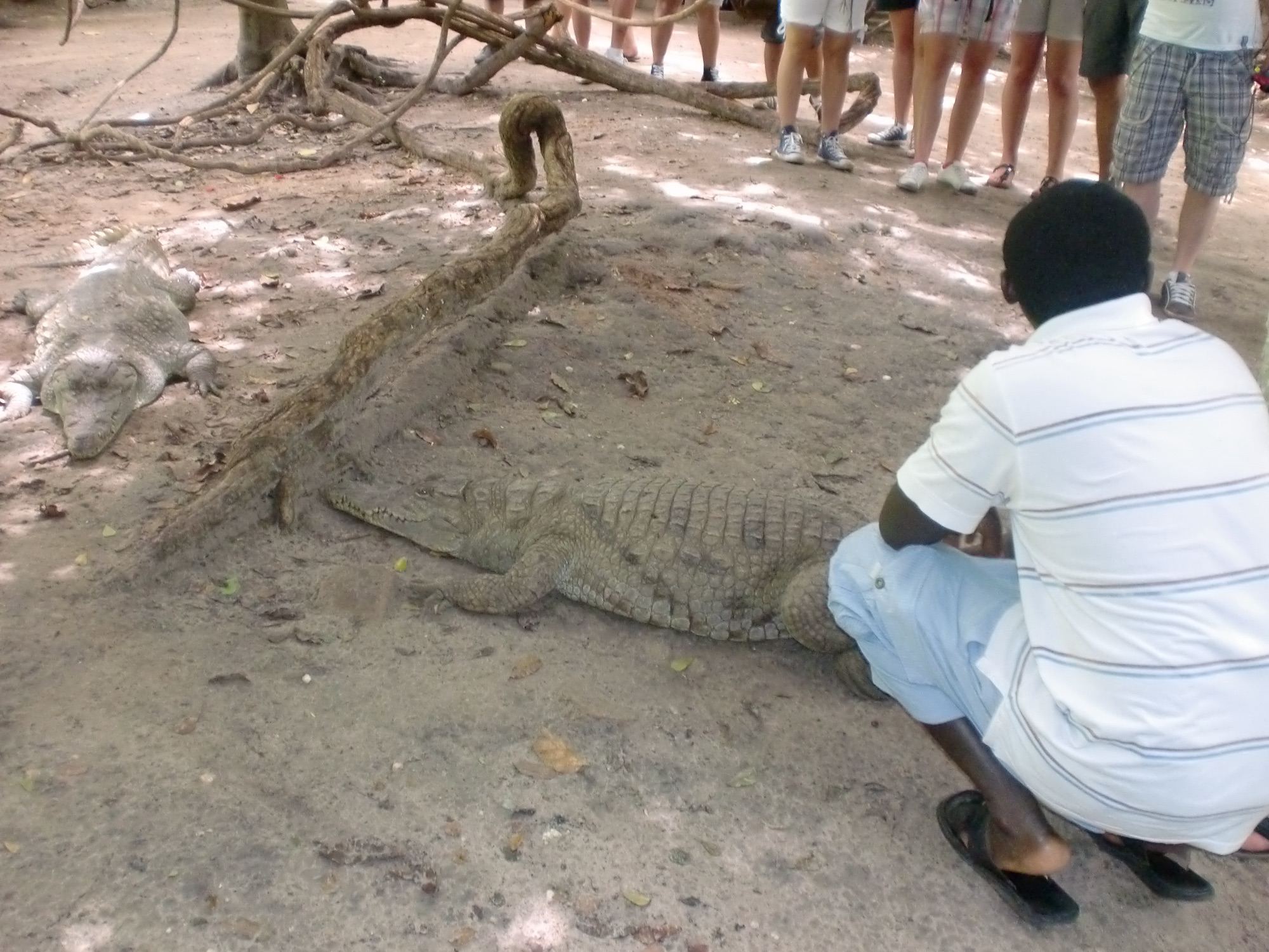 Krokodil bij de heilige krokodillenpoel