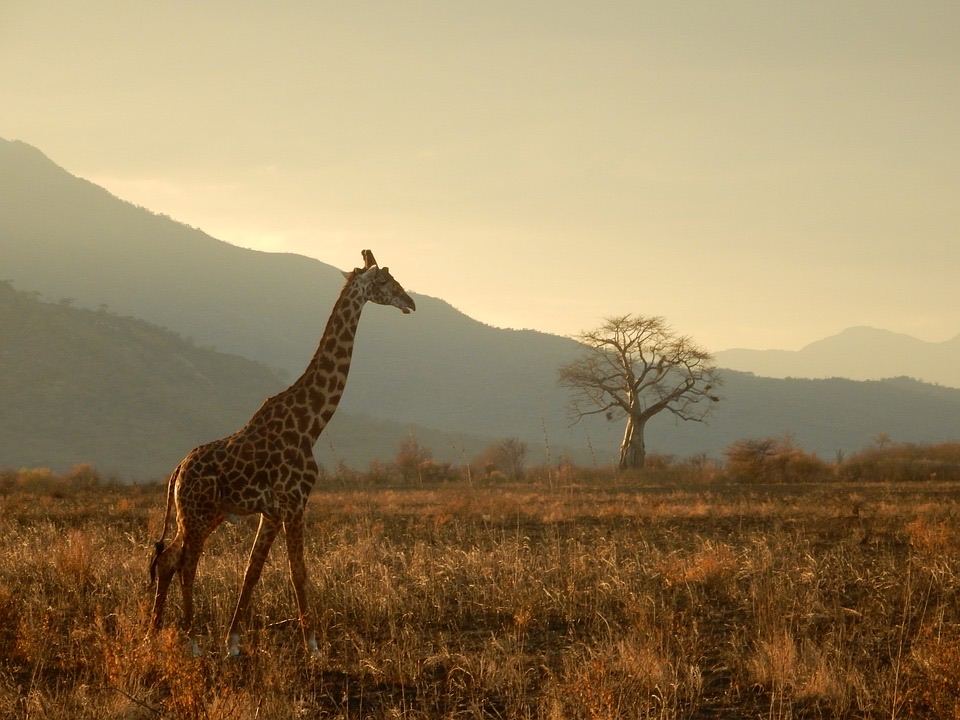 Giraffe bij zonsondergang