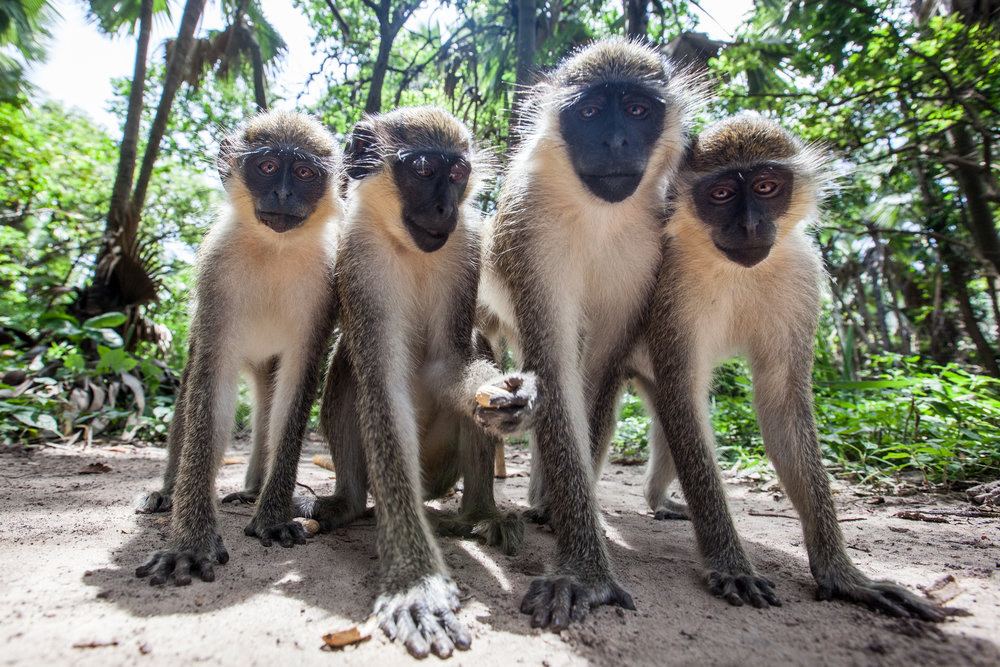 Monkey Town